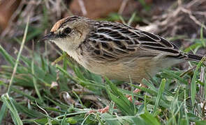 Pectoral-patch Cisticola