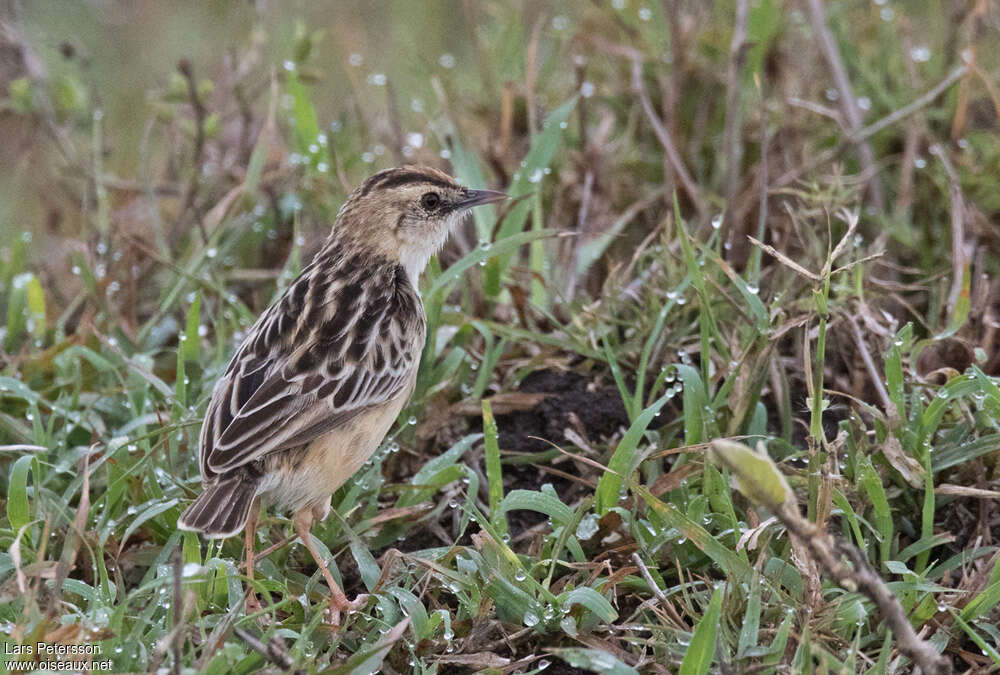 Pectoral-patch Cisticola male adult, pigmentation