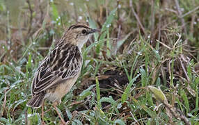 Pectoral-patch Cisticola