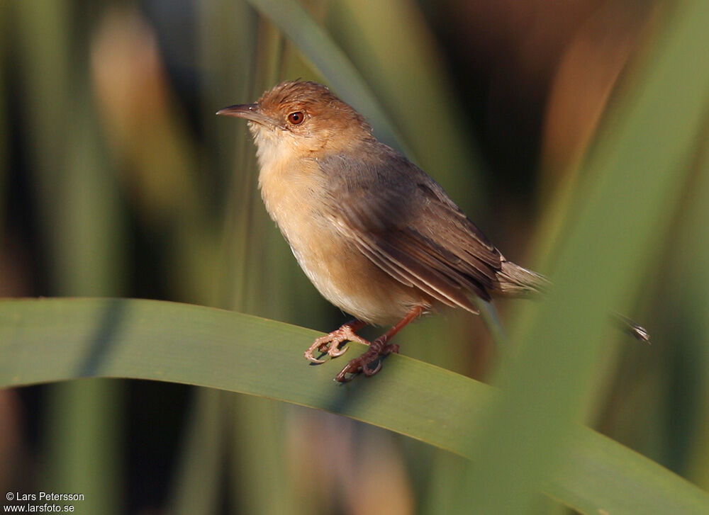 Singing Cisticola