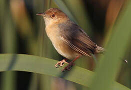 Singing Cisticola