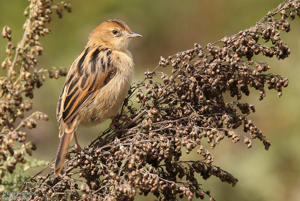 Ethiopian Cisticola