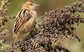 Ethiopian Cisticola