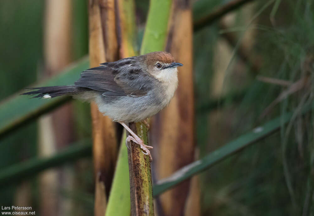 Carruthers's Cisticolaadult, identification