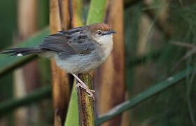 Carruthers's Cisticola