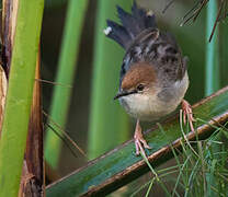 Carruthers's Cisticola