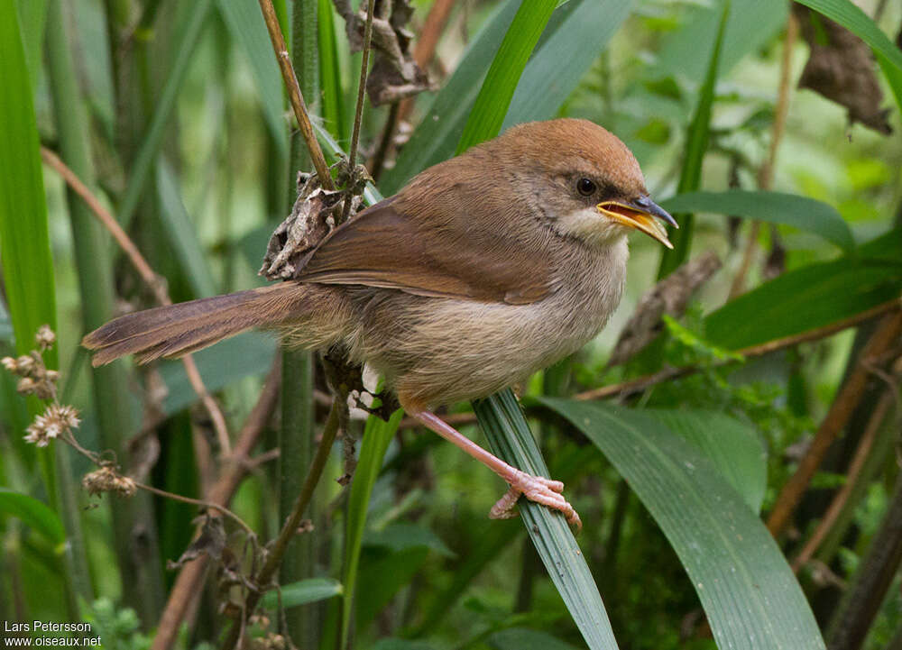 Cisticole de Chubbjuvénile, identification