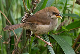 Chubb's Cisticola