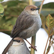 Hunter's Cisticola