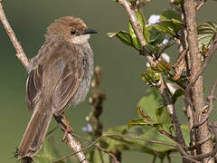 Hunter's Cisticola