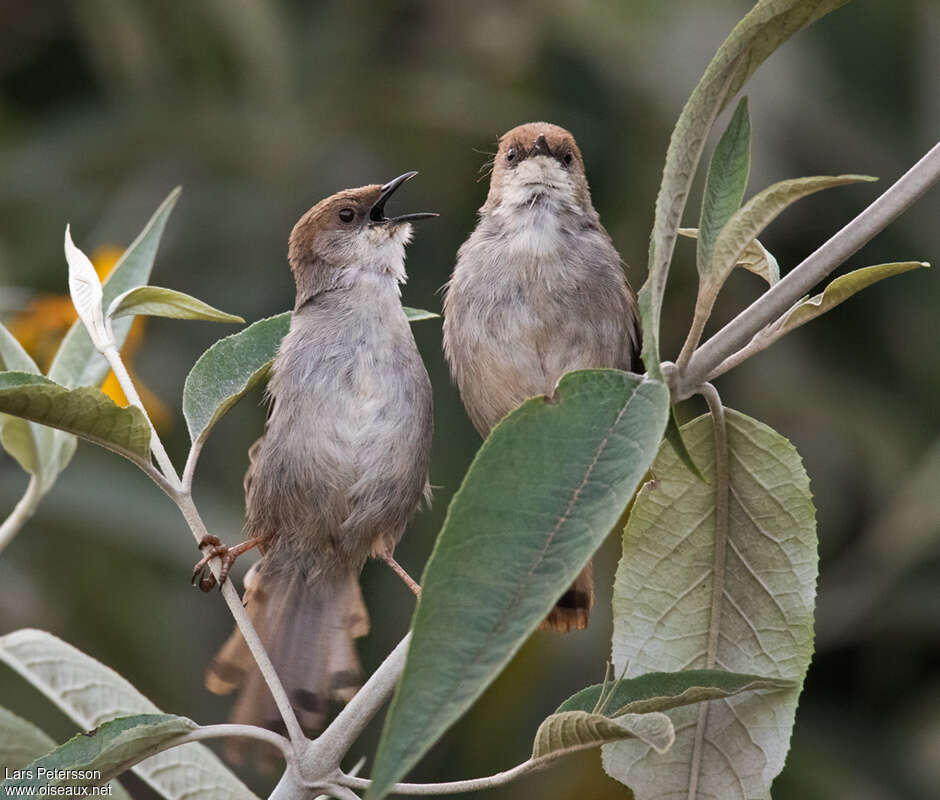 Hunter's Cisticolaadult, song, Behaviour