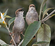 Hunter's Cisticola