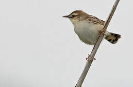 Zitting Cisticola