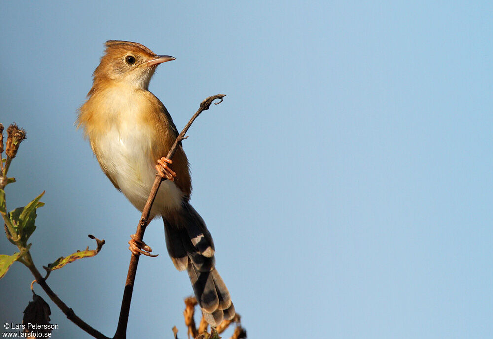 Zitting Cisticola