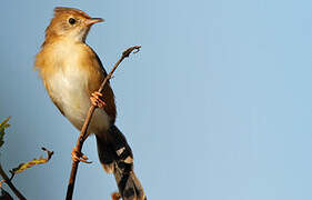 Zitting Cisticola