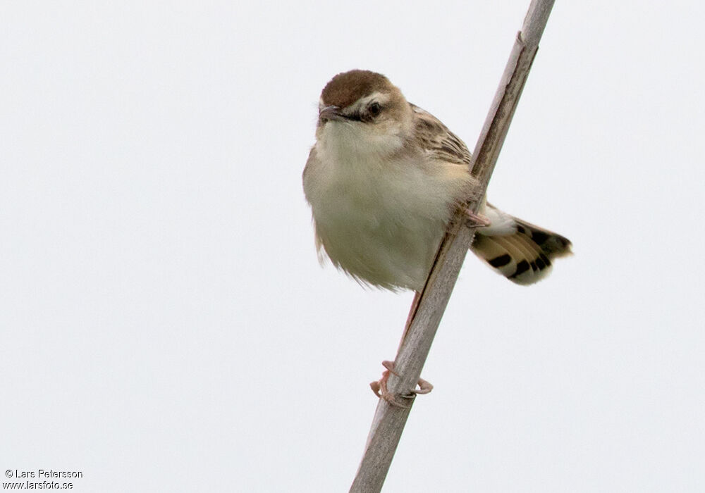 Zitting Cisticola