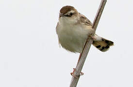 Zitting Cisticola