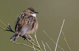 Zitting Cisticola