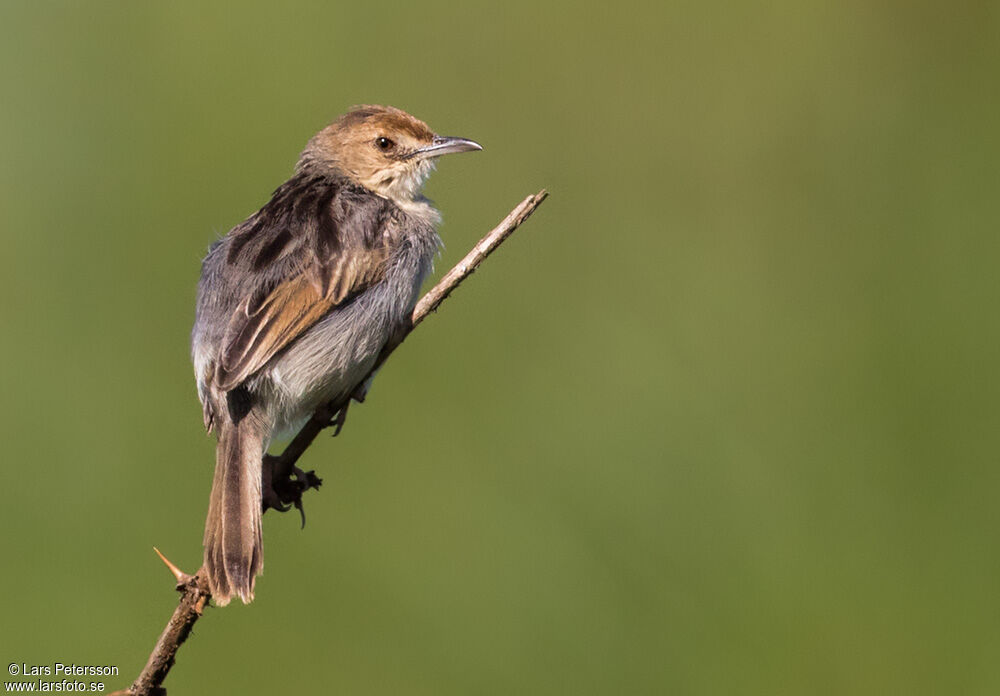 Winding Cisticola