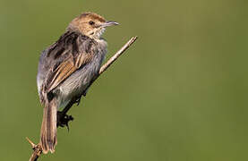 Winding Cisticola