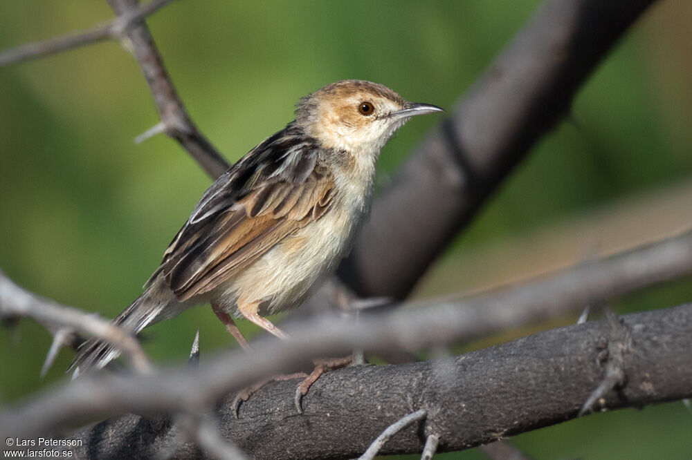 Winding Cisticola