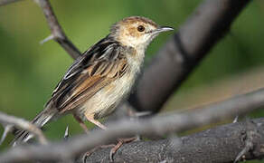 Winding Cisticola