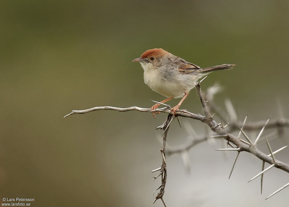 Rattling Cisticola