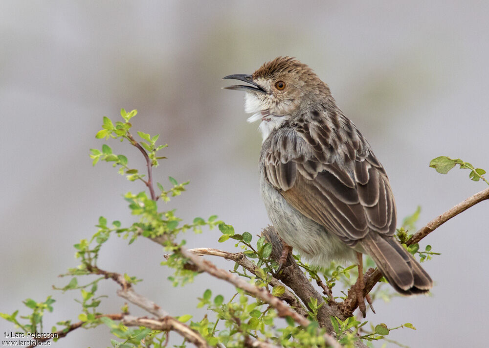 Rattling Cisticola