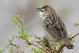 Rattling Cisticola