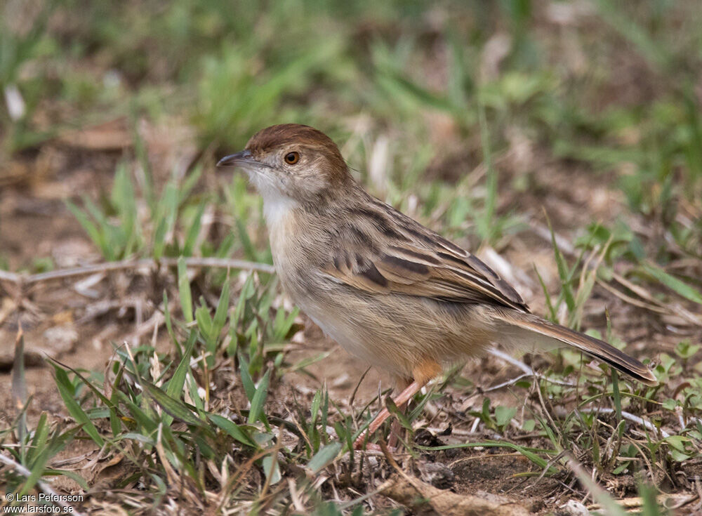 Cisticole grinçante