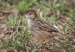 Rattling Cisticola