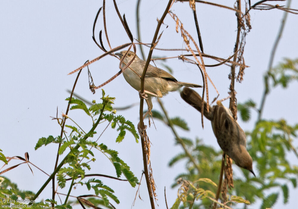 Bubbling Cisticola