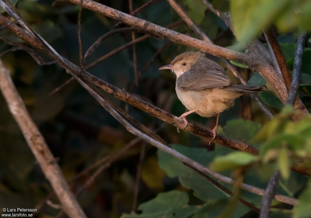 Bubbling Cisticola