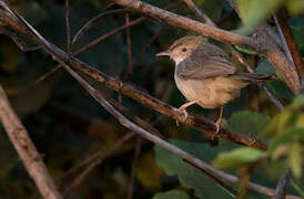 Bubbling Cisticola