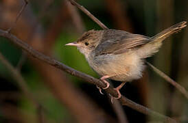 Bubbling Cisticola