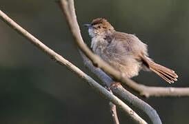 Bubbling Cisticola