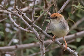 Tiny Cisticola