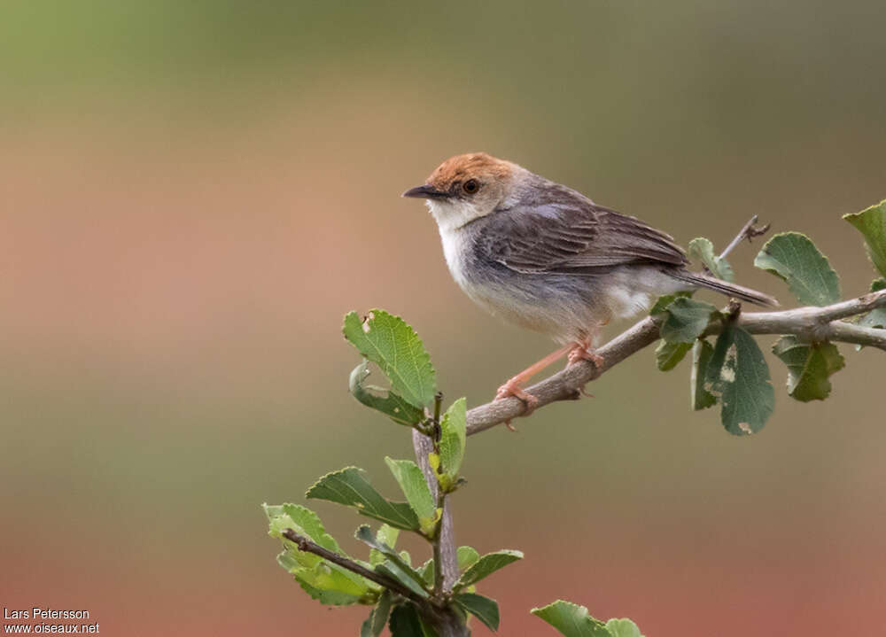 Tiny Cisticolaadult, identification