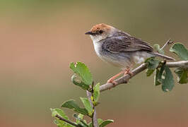 Tiny Cisticola