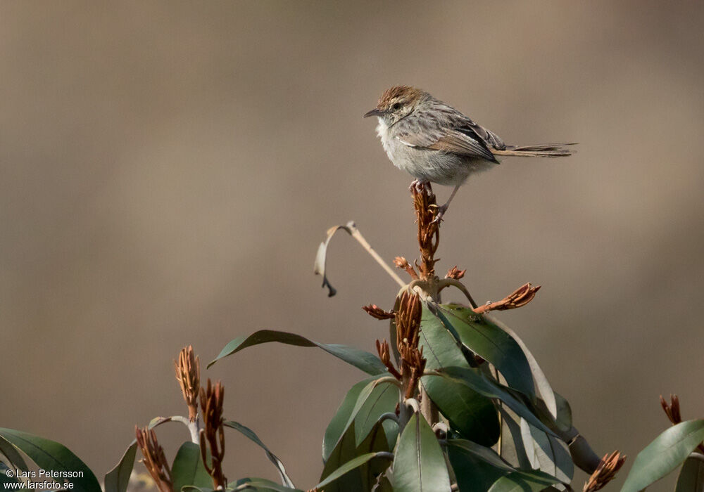 Wailing Cisticola