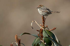 Wailing Cisticola