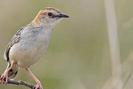 Stout Cisticola