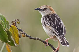 Stout Cisticola