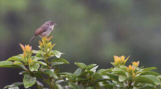 Whistling Cisticola