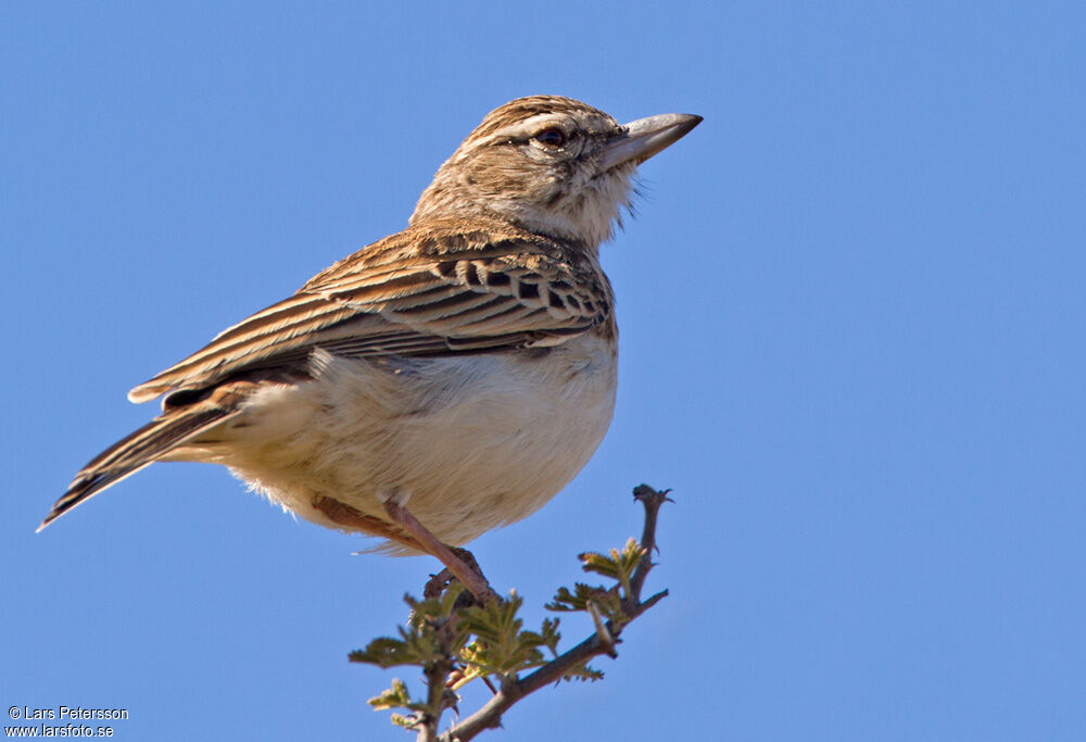 Large-billed Lark