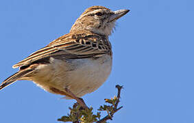 Large-billed Lark