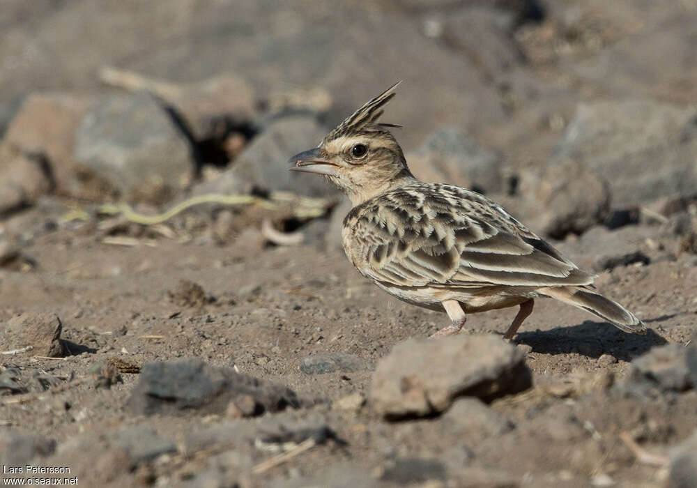 Sykes's Larkadult, feeding habits