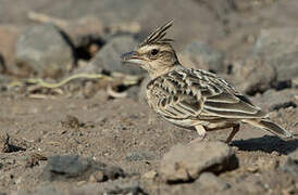 Sykes's Lark