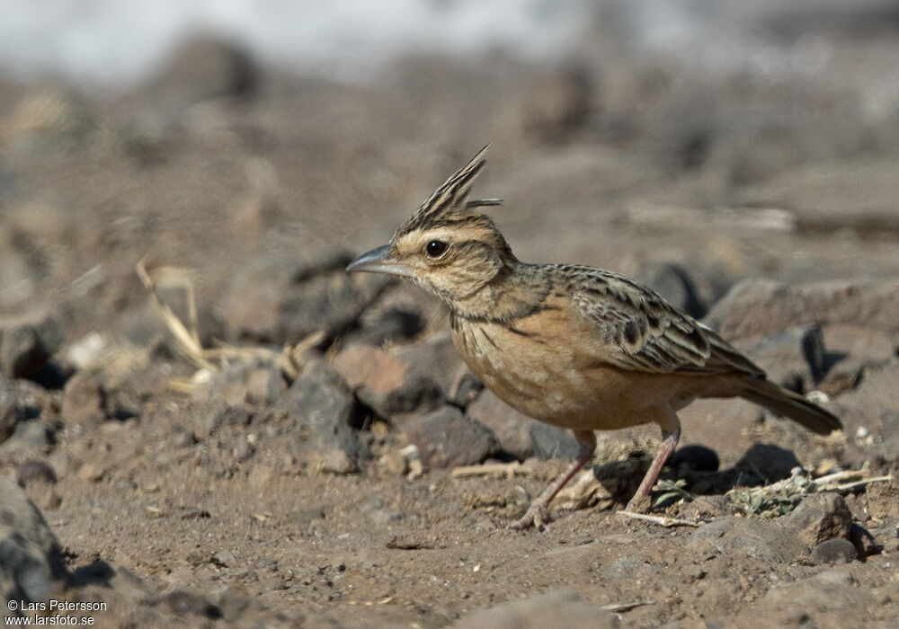 Sykes's Lark