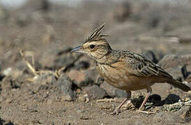 Sykes's Lark